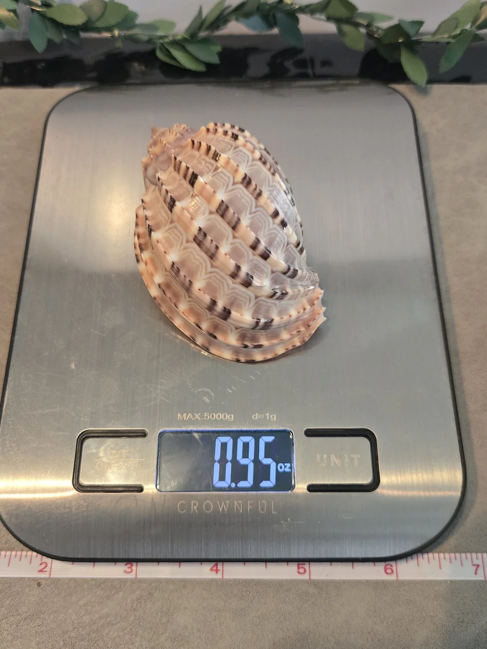 🐚 Natural Harpa Shell | Harp Shell | Bold Ribbed Ridges | Purple Interior | 3 i - Picture 7 of 7